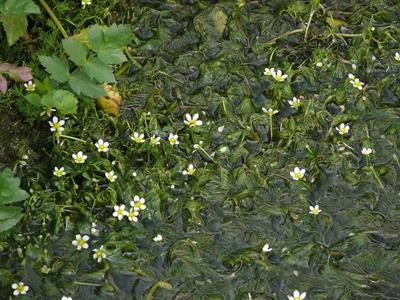 ranunculus trichophy